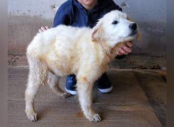 Clyro - SOS - Weiß jemand, was aufpassen eigentlich heißt ?