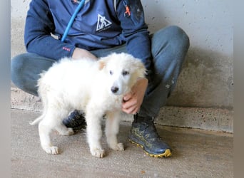 Calira - SOS - Weiß jemand, was aufpassen eigentlich heißt?