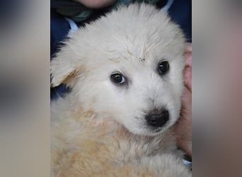 Calira - Weiß jemand, was aufpassen eigentlich heißt?