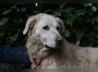 Generosa - Ein Adler bleibt ein Adler...