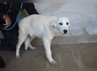 Ryther - Für diese traurige Geschicht...