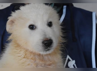 Cairox - SOS - Weiß jemand, was aufpassen eigentlich heißt?