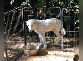 Cedro - Verständnis, Liebe & Geduld!