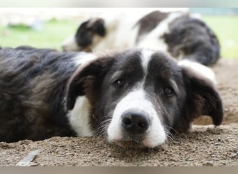 Uriel -  Zeigst du mir den Weg?