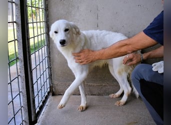 Habriel - weiß, es wird einmal ein Wunder gescheh'n