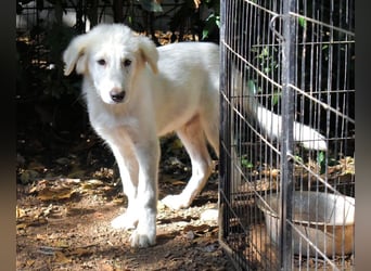 Cedro - Verständnis, Liebe & Geduld!