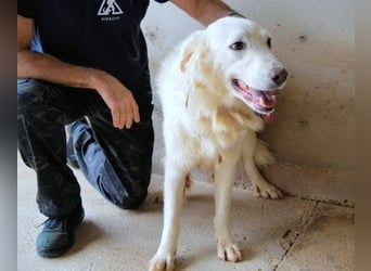 Harriette - weiß, es wird einmal ein Wunder gescheh'n