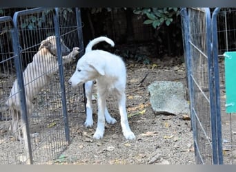 Caldendula - Was noch nicht ist, kann immer noch werden!