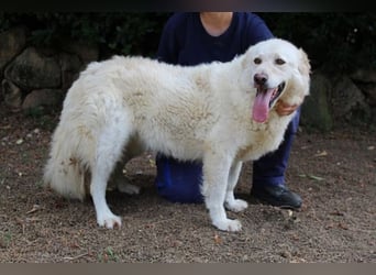 Fyona - Hell wie das Licht