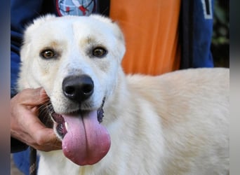 Admeto - Nur ein Wunsch: endlich nach Hause!