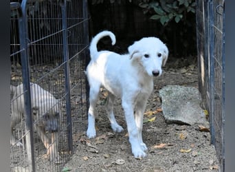 Calendula - Was noch nicht ist, kann immer noch werden!