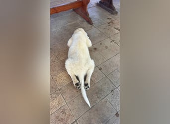 Fiete - der vergessene Hundejunge