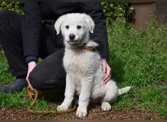 Hirion - So kleine Herzen...