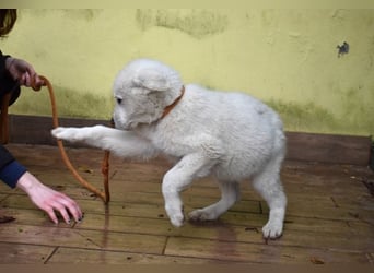 Hectorin - So kleine Herzen...