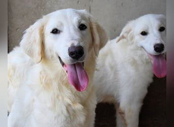 Harriette - weiß, es wird einmal ein Wunder gescheh'n