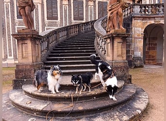 Uriel -  Zeigst du mir den Weg?