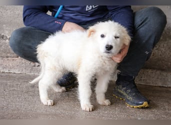 Calira - SOS - Weiß jemand, was aufpassen eigentlich heißt?