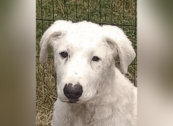 Boss - So viel Abenteuerliches...