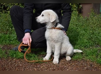 Hirion - So kleine Herzen...