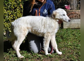 Heathon - sucht die Liebe seines Lebens