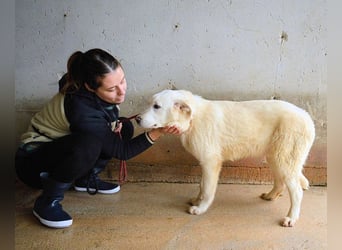 Roderico - Für diese traurige Geschicht...