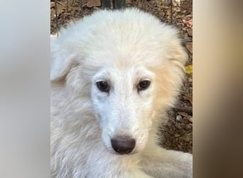 Cedro - Verständnis, Liebe & Geduld!