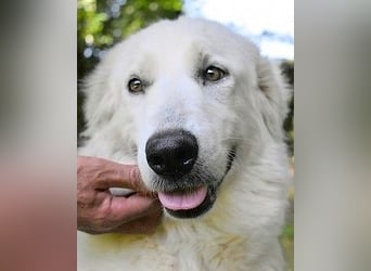 Ariotte - Weiße Schönheit liebt Menschen und sucht Dich!