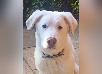 Boss - So viel Abenteuerliches...