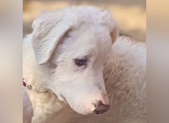 Bullo - Jede Menge tolle Dinge....