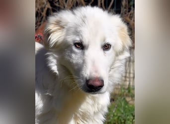 Heathon - sucht die Liebe seines Lebens