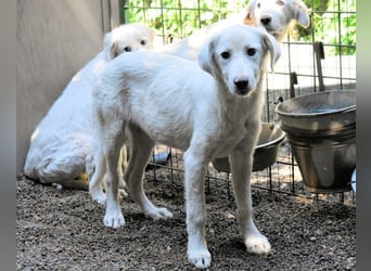 Ravelyn - Weiß, klug und wunderschön