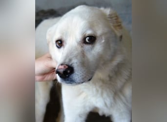 Talete - das Stehaufmännchen