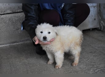 Clyro - SOS - Weiß jemand, was aufpassen eigentlich heißt ?