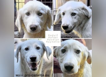 Ravelyn - Weiß, klug und wunderschön