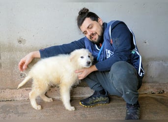 Cairox - SOS - Weiß jemand, was aufpassen eigentlich heißt?