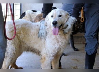 Imeria - Vielleicht bin ich dein leises Ja?