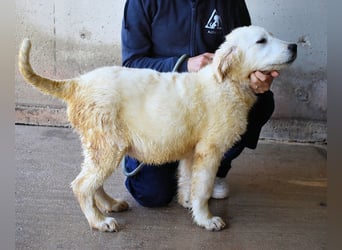 Cilwen - SOS - Weiß jemand, was aufpassen eigentlich heißt ?