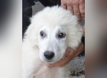 Garth - Kannst du machen, dass es nicht so lange dauert?