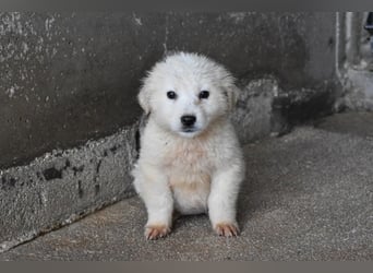 Cilwen - Weiß jemand, was aufpassen eigentlich heißt ?