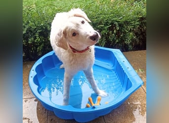 Bullo - Jede Menge tolle Dinge....