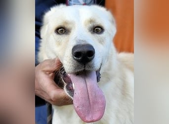 Admeto - Nur ein Wunsch: endlich nach Hause!