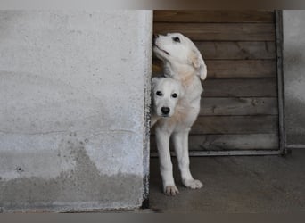Roderico - Für diese traurige Geschicht...