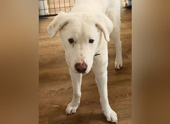 Boss - So viel Abenteuerliches...