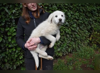 Hirion - So kleine Herzen...