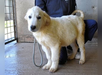 Cilwen - SOS - Weiß jemand, was aufpassen eigentlich heißt ?