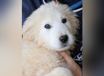 Clyro - SOS - Weiß jemand, was aufpassen eigentlich heißt ?