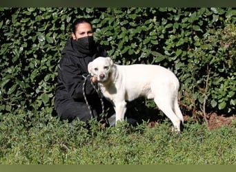 Talete - das Stehaufmännchen