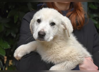 Hectorin - So kleine Herzen...