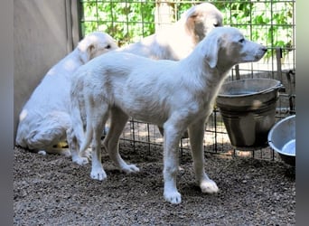 Ravelyn - Weiß, klug und wunderschön