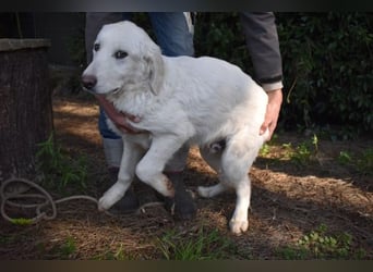 Sylvain - So jung und so chancenlos ...